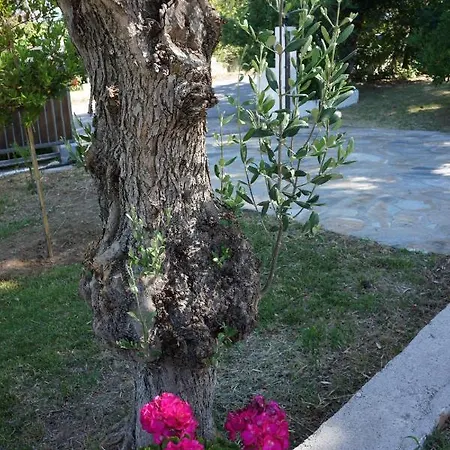 Pefka Willa Kalivia (Skiathos)